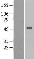 SNX32 Human Over-expression Lysate