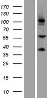 SCUBE3 Human Over-expression Lysate