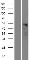 C10orf30 (BEND7) Human Over-expression Lysate