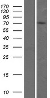 ZNF555 Human Over-expression Lysate