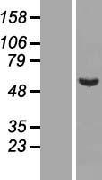 C9orf43 Human Over-expression Lysate