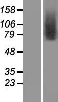TMEM146 (CATSPERD) Human Over-expression Lysate