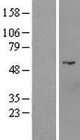 D2HGDH Human Over-expression Lysate