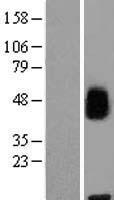 MFSD8 Human Over-expression Lysate
