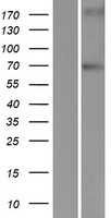 LRWD1 Human Over-expression Lysate