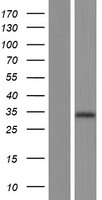 PRSS33 Human Over-expression Lysate