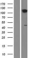 CCK4 (PTK7) Human Over-expression Lysate