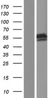 RBM45 Human Over-expression Lysate