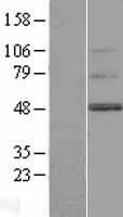 TMEM130 Human Over-expression Lysate