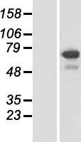SPATA13 Human Over-expression Lysate