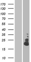 C12orf59 (TMEM52B) Human Over-expression Lysate