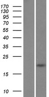 CALHM4 Human Over-expression Lysate