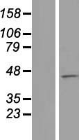 MCM9 Human Over-expression Lysate
