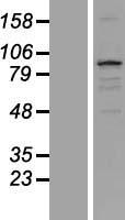 TXLNB Human Over-expression Lysate