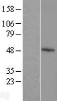 FBXO39 Human Over-expression Lysate