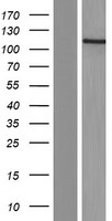 CEP120 Human Over-expression Lysate