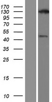USP43 Human Over-expression Lysate