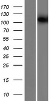 KIF19 Human Over-expression Lysate