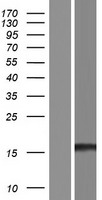 EDF1 Human Over-expression Lysate
