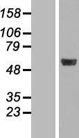 MINA53 (MINA) Human Over-expression Lysate