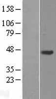 C20orf96 Human Over-expression Lysate