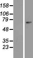 ZNF549 Human Over-expression Lysate