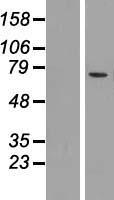 MCOLN2 Human Over-expression Lysate
