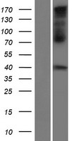 Connexin 40.1 (GJD4) Human Over-expression Lysate