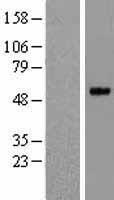 PRSS35 Human Over-expression Lysate
