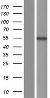 NIM1K Human Over-expression Lysate