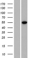 ZNF791 Human Over-expression Lysate