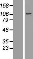 CXorf20 (BEND2) Human Over-expression Lysate