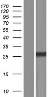 TMEM150A Human Over-expression Lysate