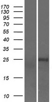 TCEAL8 Human Over-expression Lysate