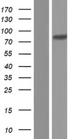 ILF3 Human Over-expression Lysate