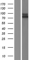 IL17RC Human Over-expression Lysate