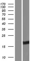 VGLL2 Human Over-expression Lysate