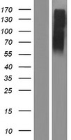 SLC2A14 Human Over-expression Lysate