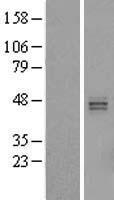 HS3ST5 Human Over-expression Lysate