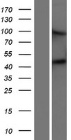 Matriptase 2 (TMPRSS6) Human Over-expression Lysate