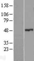 ZNF114 Human Over-expression Lysate