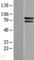 COG7 Human Over-expression Lysate