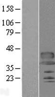 C12orf53 (PIANP) Human Over-expression Lysate