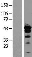 FOXA2 Human Over-expression Lysate