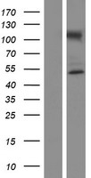 NUP50 Human Over-expression Lysate