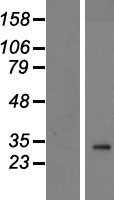 PANK2 Human Over-expression Lysate