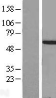 HOXA3 Human Over-expression Lysate