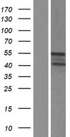 RGL4 Human Over-expression Lysate