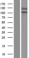 ANKRD44 Human Over-expression Lysate