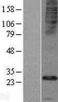 CALHM5 Human Over-expression Lysate
